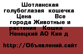 Шотланская голубоглазая  кошечка › Цена ­ 5 000 - Все города Животные и растения » Кошки   . Ненецкий АО,Кия д.